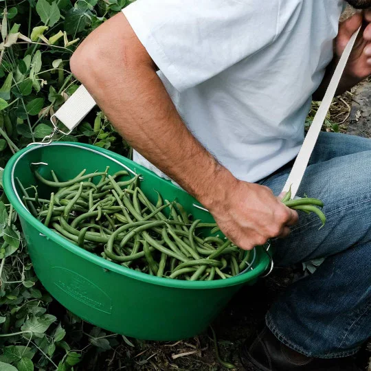 grüne Bohnen, Bohnenkorb, Ernte, Gartenarbeit, Schnittstelle?