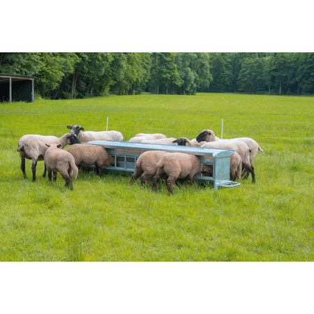 Patura Lamb Feeder - Length: 1.25 m, 12 feeding places