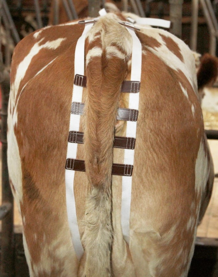 Kerbl Cattle / Cow Incident Bandage