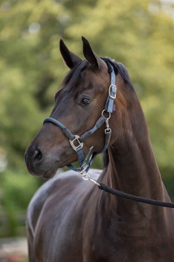 Kerbl Halfter Cordano - gepolstert