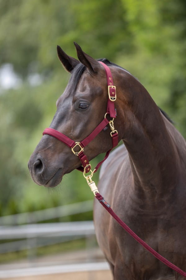 Kerbl Halfter Classy