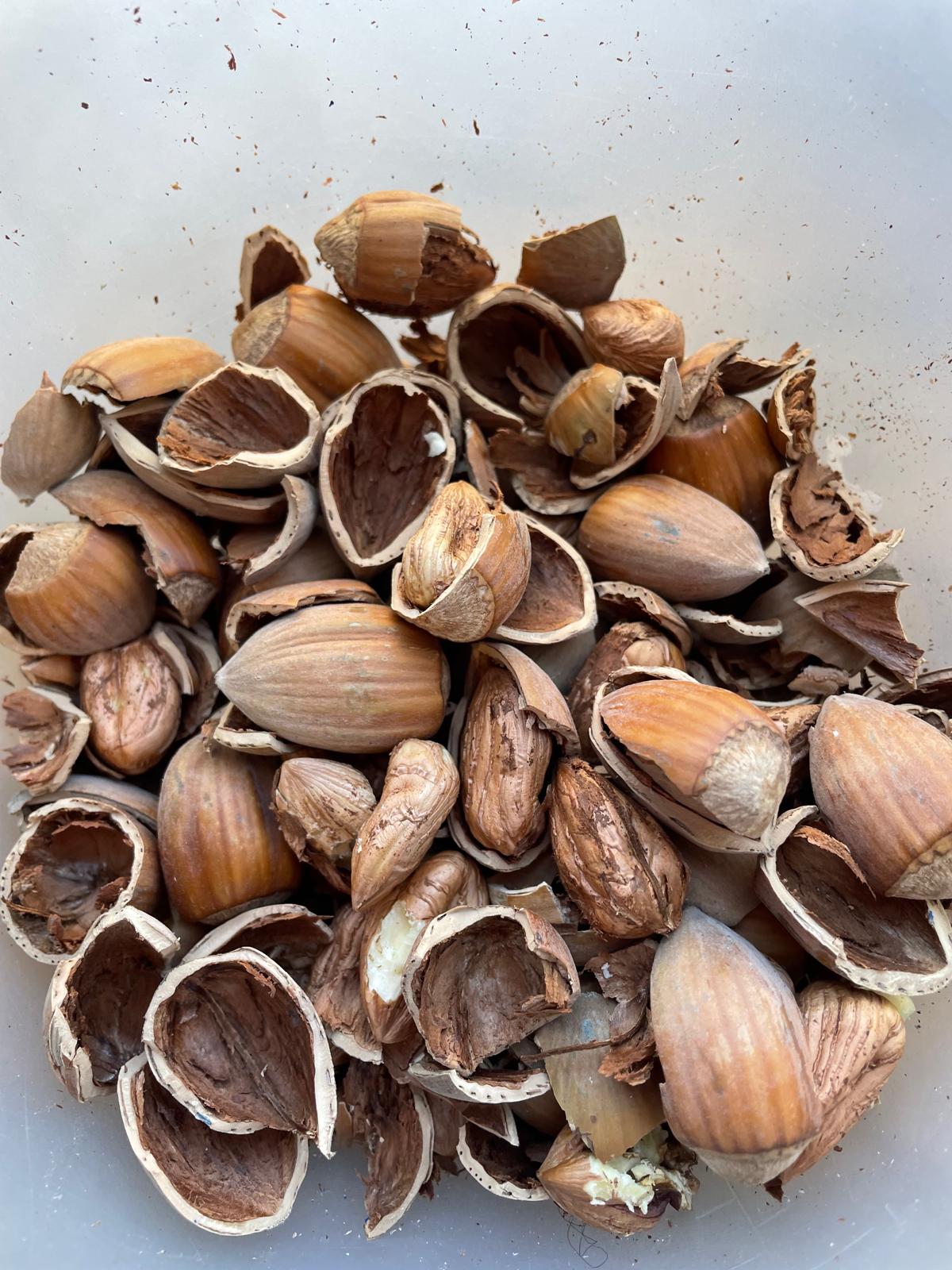 Nutcracker machine - 230V / 1.1kW