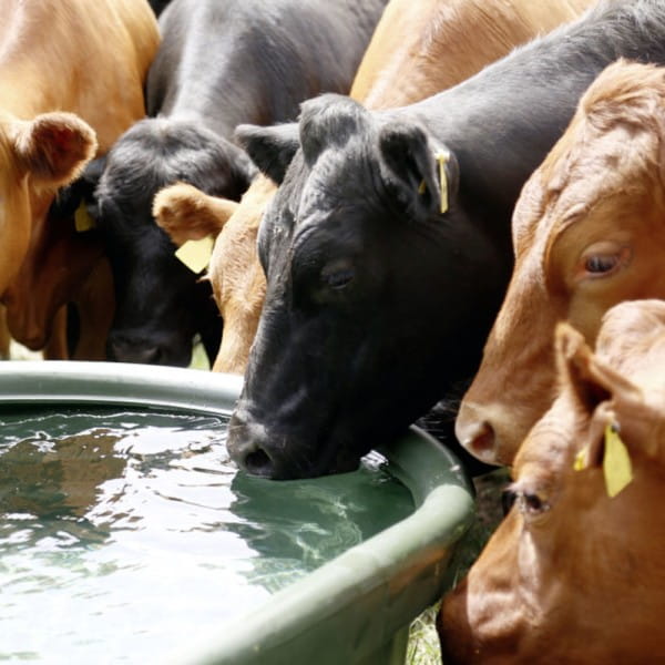 KERBL-Weidetraenke-K-223623M-4_600x600