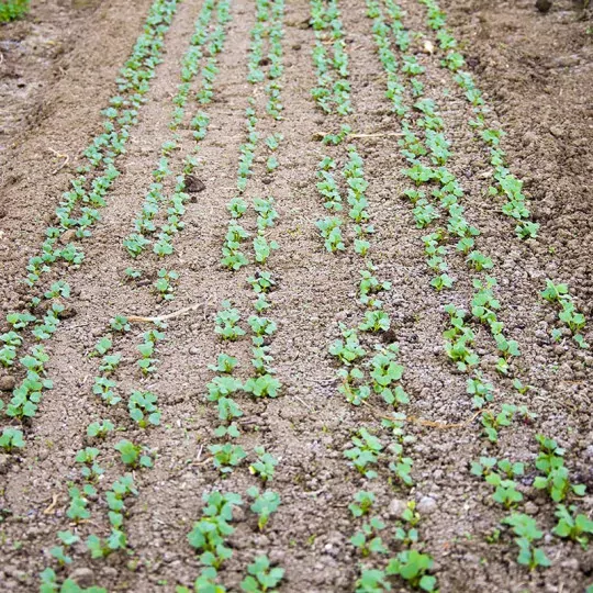 Terrateck 12-reihiges Gemüsesägerät für Rucola, Radieschen & Spinat | Präzisionssämaschine modular