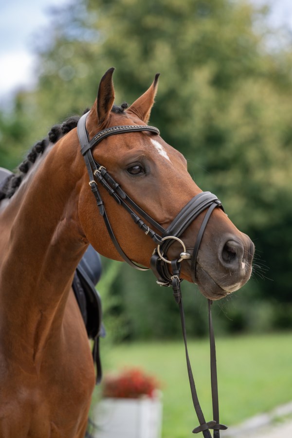 Kerbl Trensenzaum Schwedisch - mit Glitzersteinen