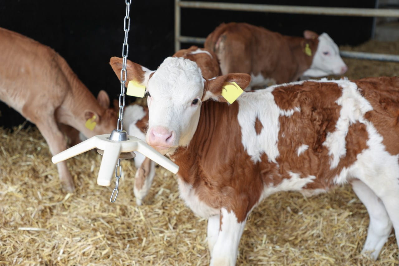 Kerbl Kälber Beißspielzeug aus Naturkautschuk - SET