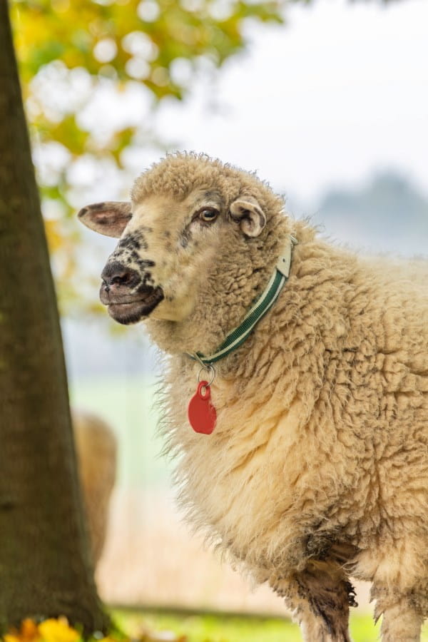 Kerbl Halsband für Schafe und Ziegen - 65x4cm