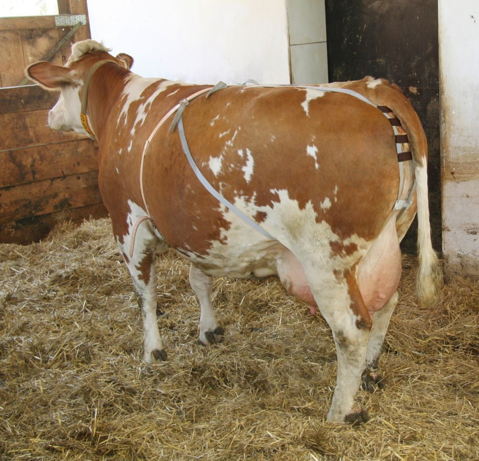 Kerbl Rinder / Kuh Vorfallbandage