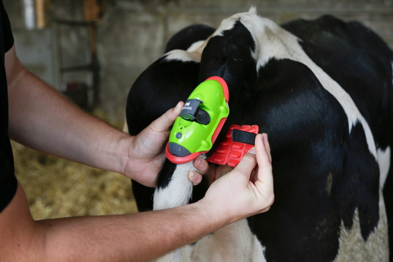 Moocall calving alarm - The hour (before) birth!