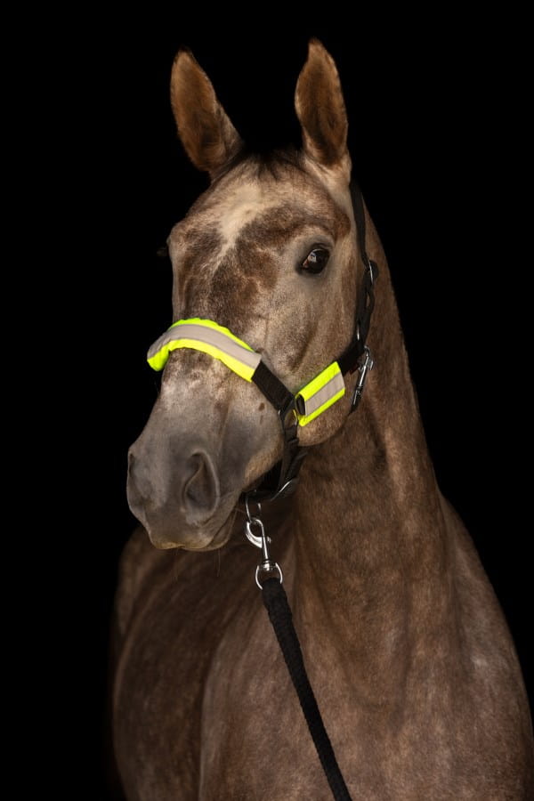 Kerbl Reflextrensen- und Halfterset | Reflektor für Pferde