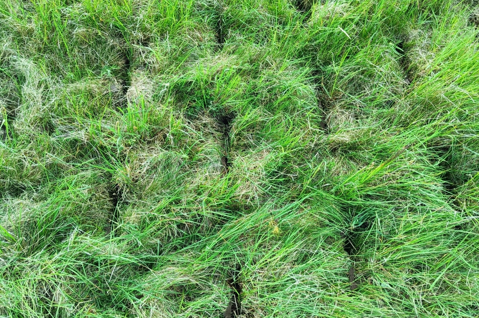 Sukov GRASS TERRA Wiesenwalze 3,0 m | Belüftungswalze mit 72 Spikes | Bodenlockerung & Grünlandpflege | Für Traktoren ab 120 PS