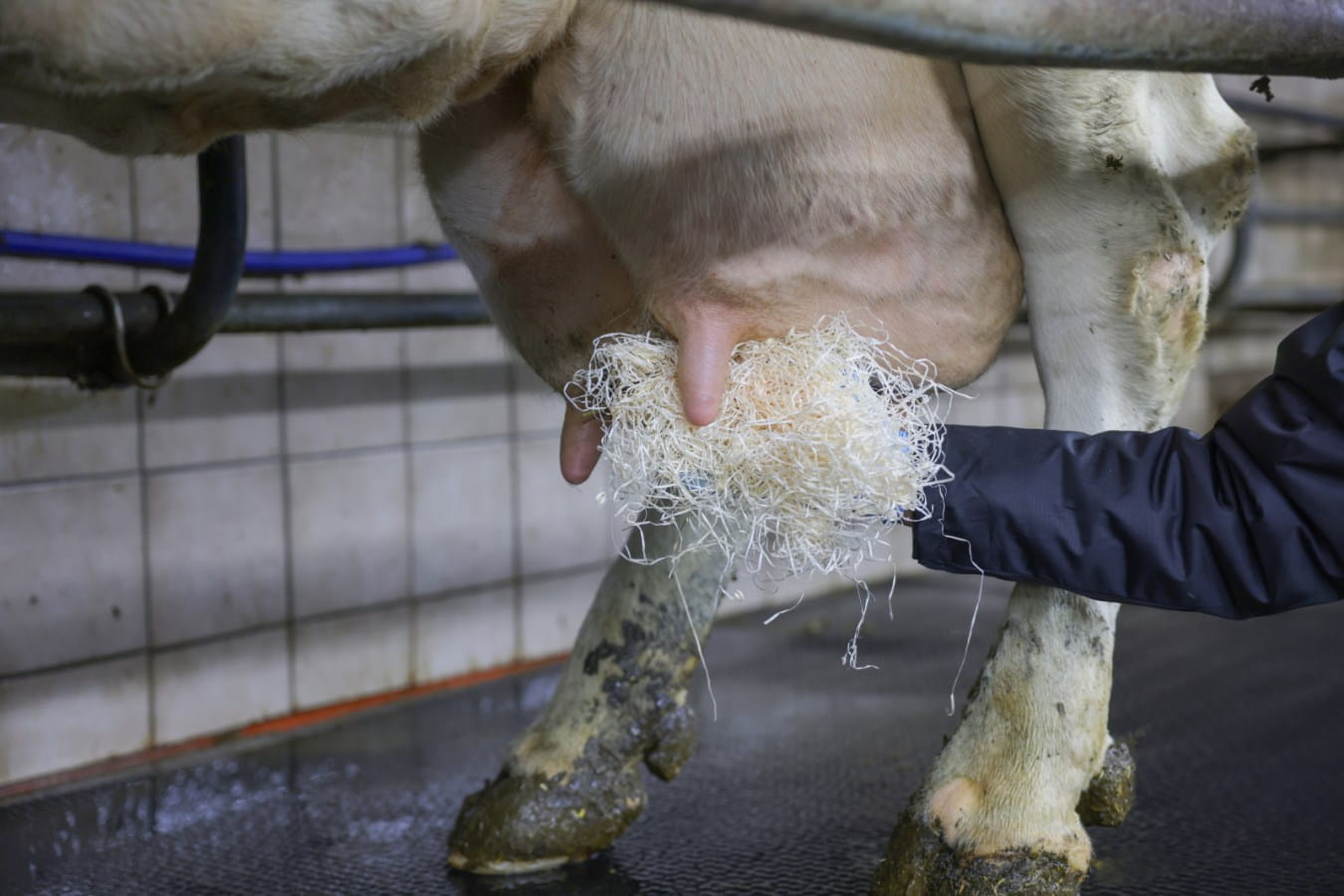 Kerbl Euterholzwolle - 12kg