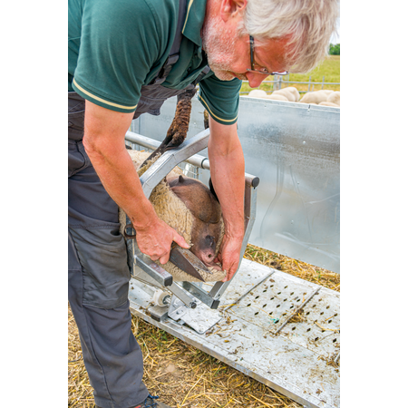 Patura Behandlungsstand Typ XL für Schafe