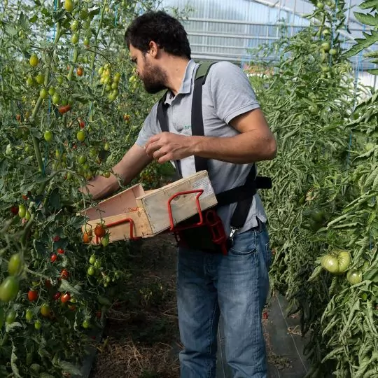 Tomatenernte, Kiste, Gewächshaus, Tomaten, Landwirtschaft