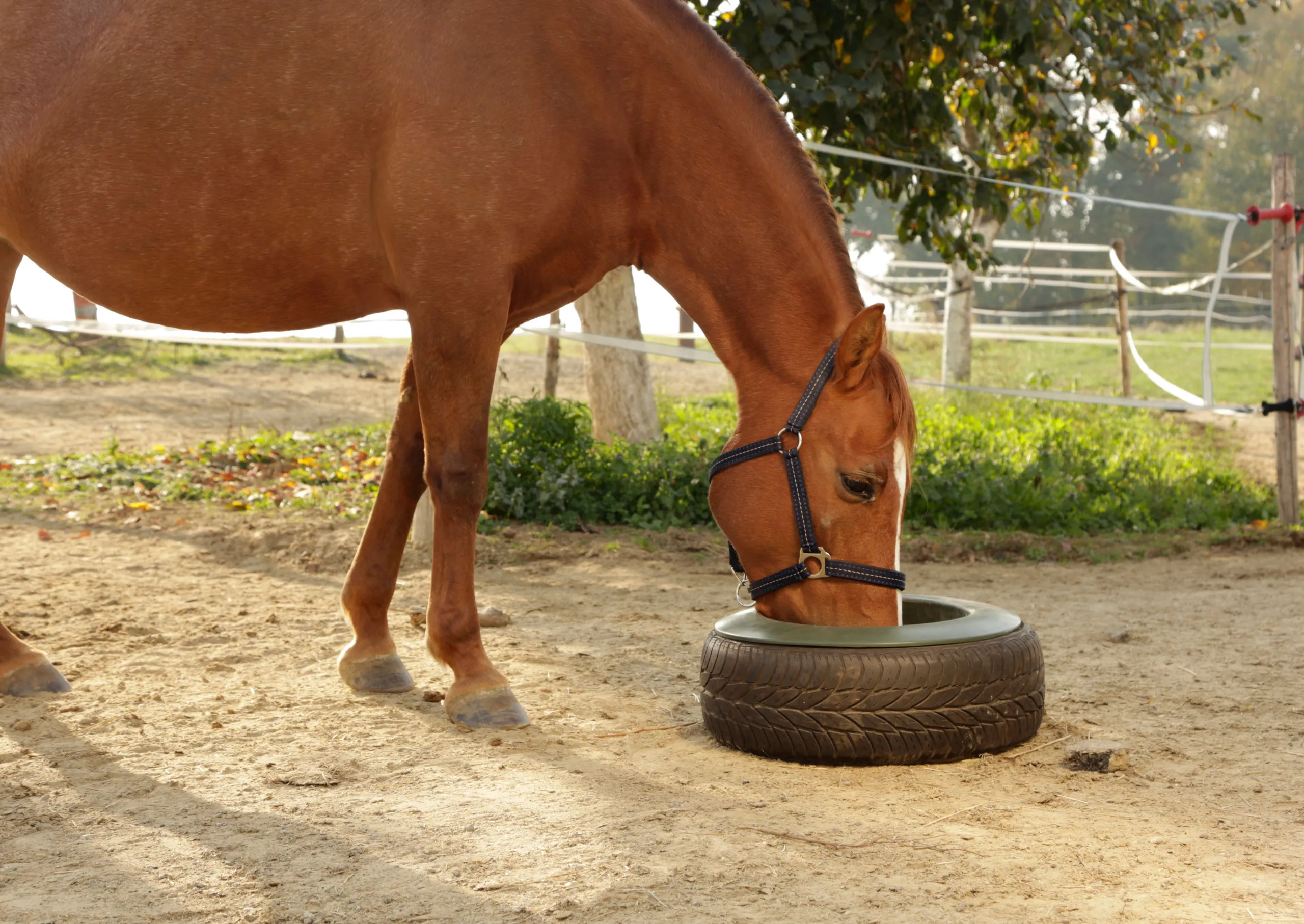 Reifentrog 15 Liter grün – robuster Futtertrog für Pferde Offenstall & Laufstall