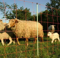 Wolfsnetz Elektrozaun 50m / 2 Spitzen / 120cm