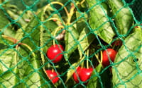 Vogelschutznetz Zill florinotex®