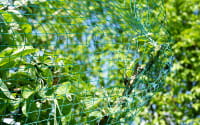 Vogelschutznetz Zill florinotex®