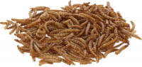 Mehlwürmer getrocknet - 900g