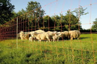 Schafnetz mit Wildverbissschutz 50m / 1 Spitze / 106cm